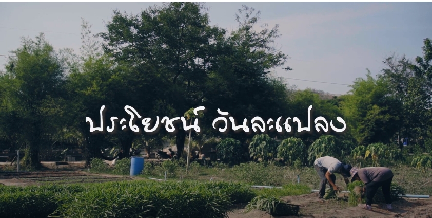 สารคดีเชิงข่าว สืบสาน สร้างสุขปวงประชา ปี 2566 ตอนที่ 8 ประโยชน์วันละแปลง