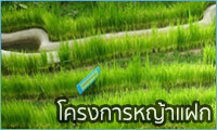 โครงการหญ้าแฝก