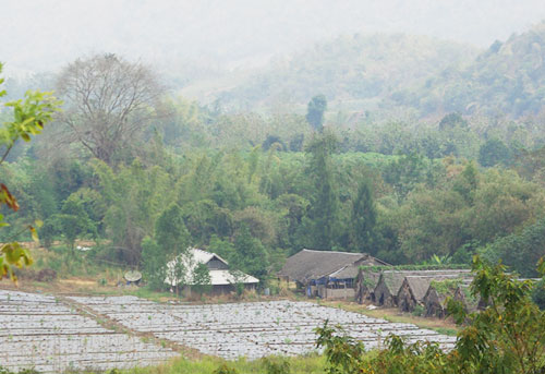 แปลงนา